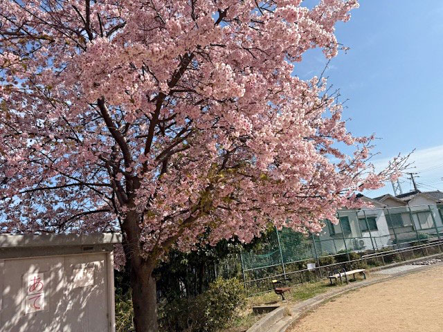花見