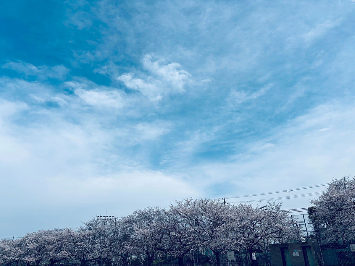 花見